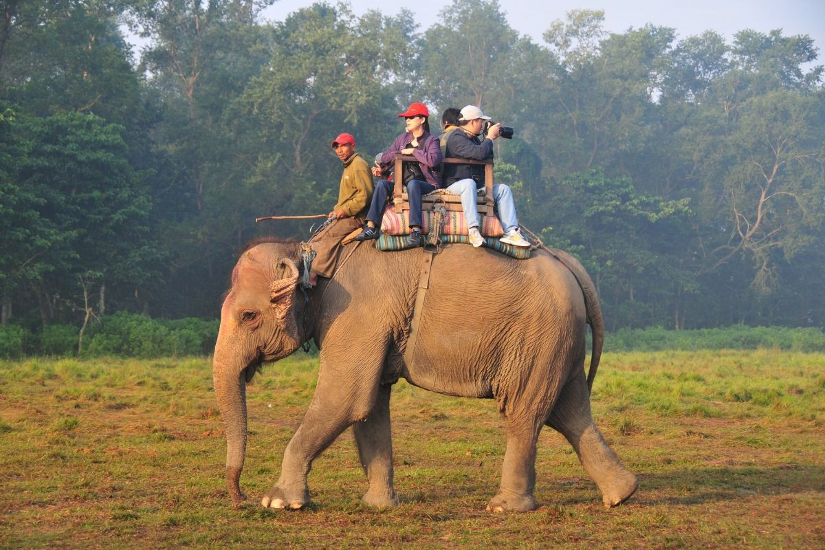 elephant safari chitwan